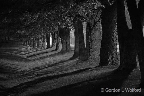 Tree Shadows_20762-4bw.jpg - Photographed near Smiths Falls, Ontario, Canada.